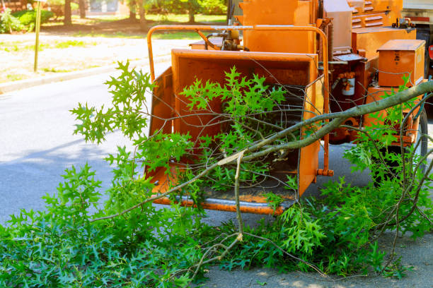 Best Emergency Tree Removal  in Mullins, SC