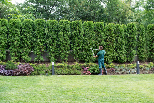 Best Aeration Services  in Mullins, SC