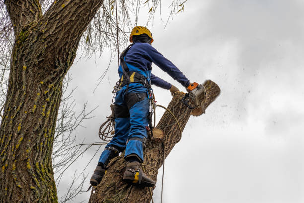 How Our Tree Care Process Works  in  Mullins, SC