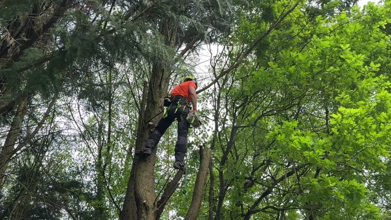 Tree and Shrub Care in Mullins, SC