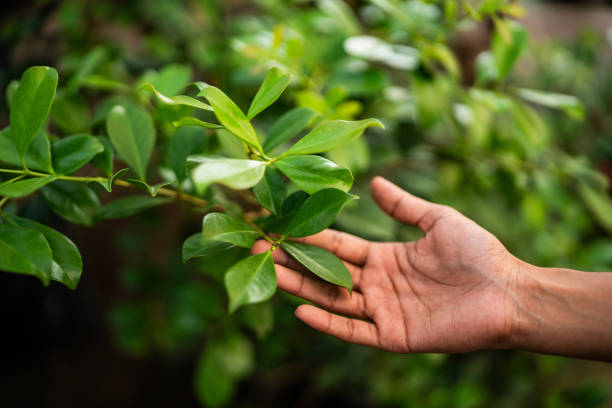 Best Tree Mulching  in Mullins, SC