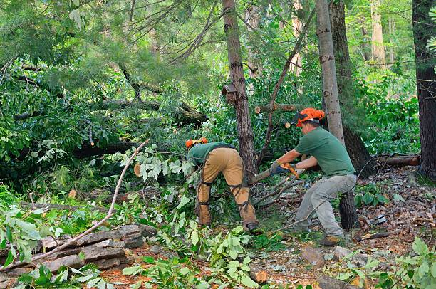 Best Lot and Land Clearing  in Mullins, SC