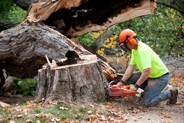 Reliable Mullins, SC Tree Services Solutions