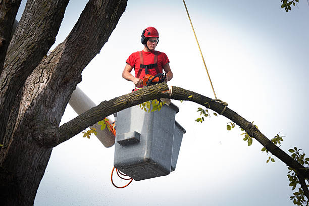Best Root Management and Removal  in Mullins, SC