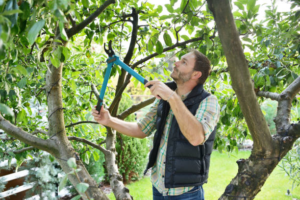 Best Pest Control for Lawns  in Mullins, SC